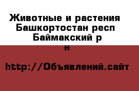  Животные и растения. Башкортостан респ.,Баймакский р-н